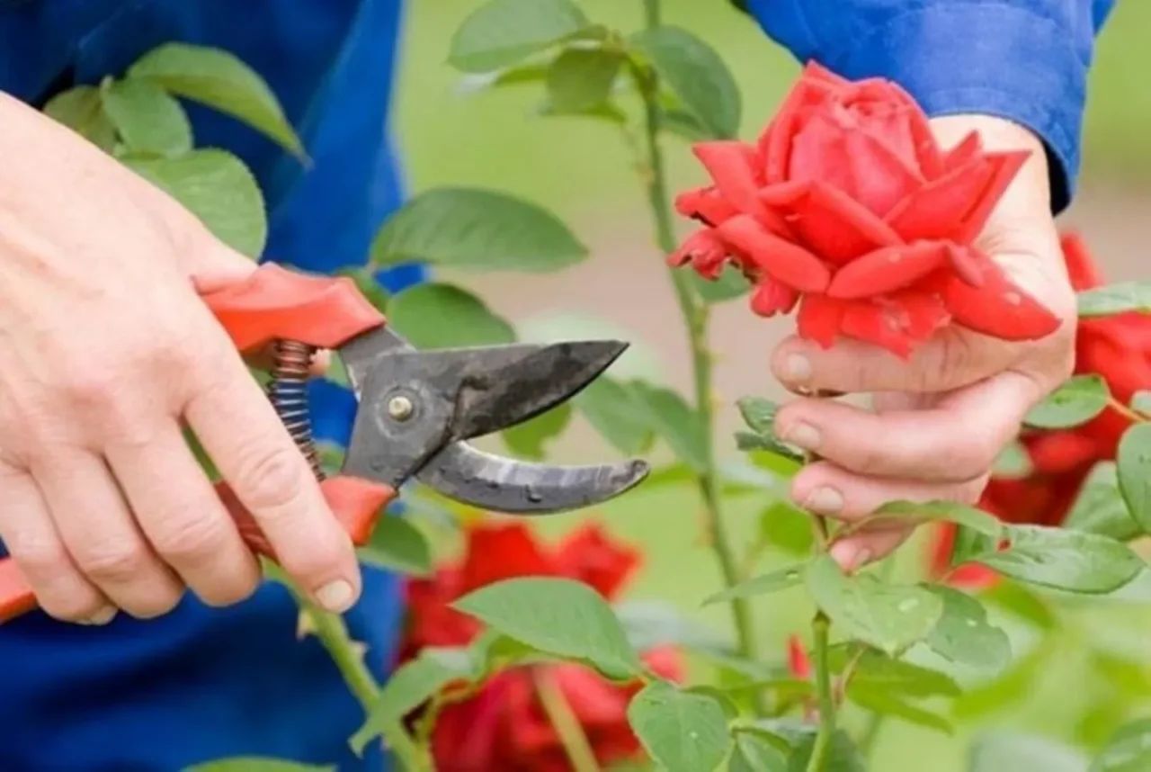 Come potare correttamente le rose