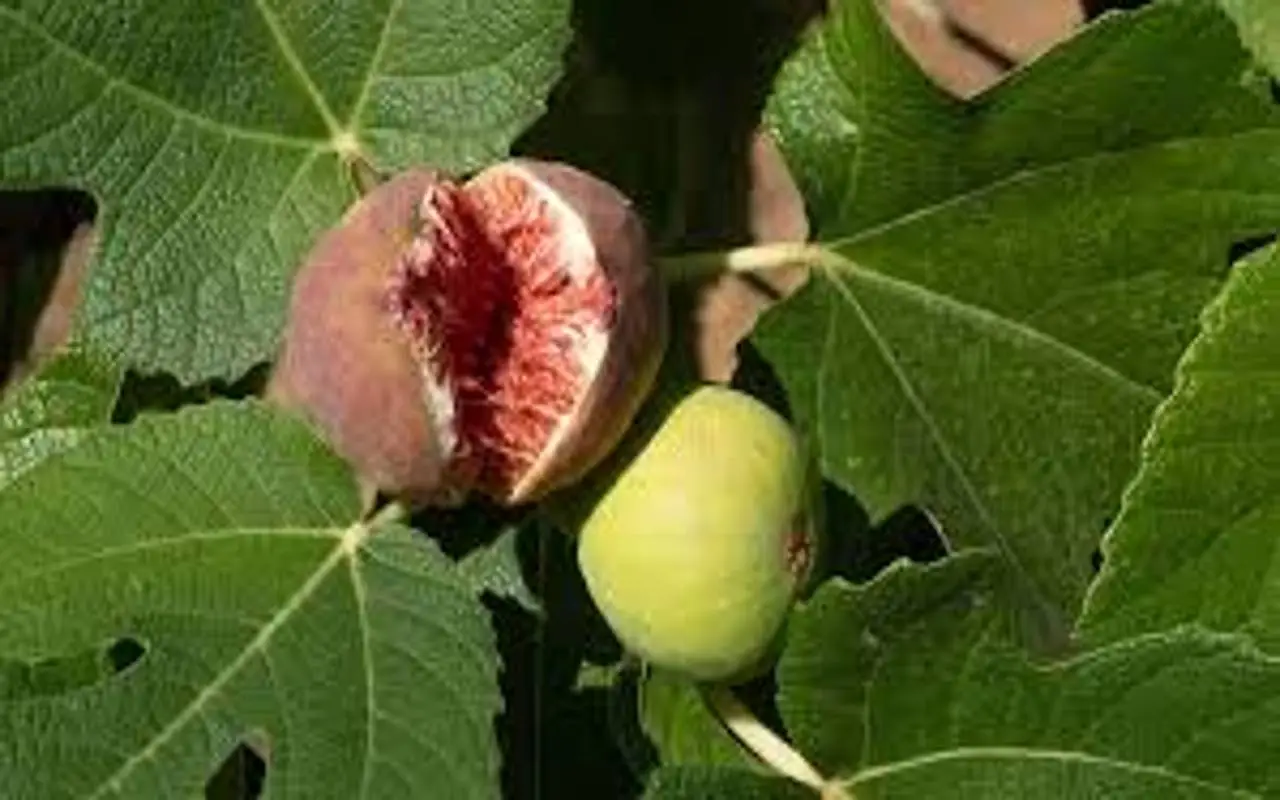 Come coltivare fichi in giardino