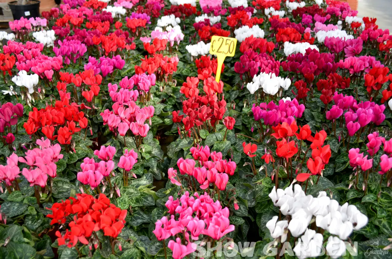 Il trucco per avere sempre fiori freschi