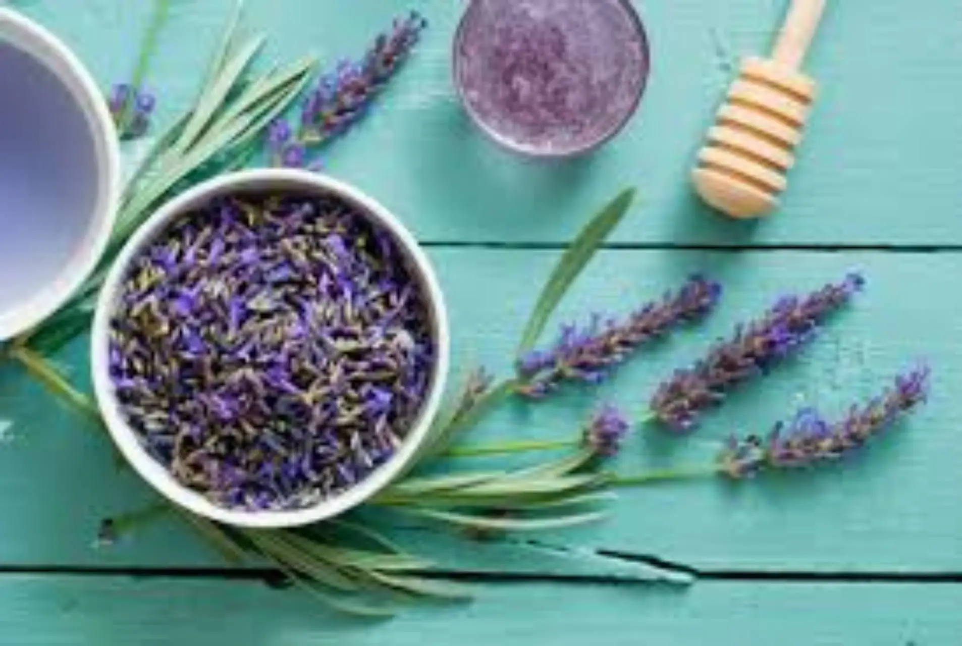Come piantare e curare la lavanda
